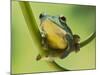 Blanford Tree Frog Gripping Plant Stem-null-Mounted Photographic Print