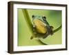 Blanford Tree Frog Gripping Plant Stem-null-Framed Photographic Print