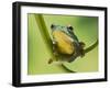 Blanford Tree Frog Gripping Plant Stem-null-Framed Photographic Print