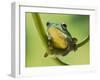 Blanford Tree Frog Gripping Plant Stem-null-Framed Photographic Print