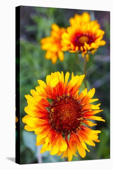 Blanket Flower Aka Brown Eyed SUSAn in Glacier National Park, Montana, USA-Chuck Haney-Stretched Canvas