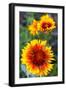 Blanket Flower Aka Brown Eyed SUSAn in Glacier National Park, Montana, USA-Chuck Haney-Framed Photographic Print