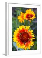 Blanket Flower Aka Brown Eyed SUSAn in Glacier National Park, Montana, USA-Chuck Haney-Framed Photographic Print