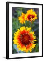 Blanket Flower Aka Brown Eyed SUSAn in Glacier National Park, Montana, USA-Chuck Haney-Framed Photographic Print