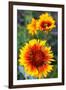 Blanket Flower Aka Brown Eyed SUSAn in Glacier National Park, Montana, USA-Chuck Haney-Framed Photographic Print