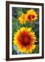 Blanket Flower Aka Brown Eyed SUSAn in Glacier National Park, Montana, USA-Chuck Haney-Framed Photographic Print