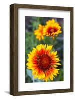 Blanket Flower Aka Brown Eyed SUSAn in Glacier National Park, Montana, USA-Chuck Haney-Framed Photographic Print