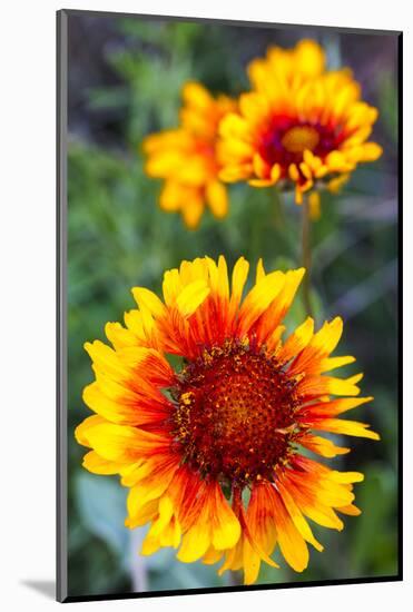 Blanket Flower Aka Brown Eyed SUSAn in Glacier National Park, Montana, USA-Chuck Haney-Mounted Photographic Print