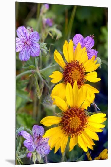 Blanket Flower and Stick Geraniums in Glacier National Park, Montana-Chuck Haney-Mounted Premium Photographic Print