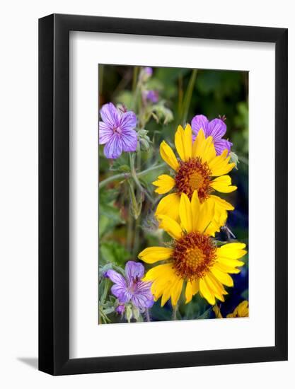 Blanket Flower and Stick Geraniums in Glacier National Park, Montana-Chuck Haney-Framed Photographic Print