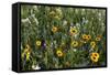 Blanket Flower and Wild Buckwheat in Glacier National Park, Montana-Chuck Haney-Framed Stretched Canvas