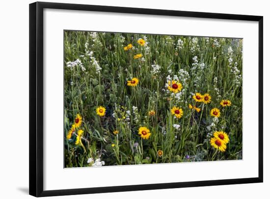 Blanket Flower and Wild Buckwheat in Glacier National Park, Montana-Chuck Haney-Framed Photographic Print