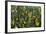 Blanket Flower and Wild Buckwheat in Glacier National Park, Montana-Chuck Haney-Framed Photographic Print