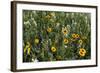 Blanket Flower and Wild Buckwheat in Glacier National Park, Montana-Chuck Haney-Framed Photographic Print