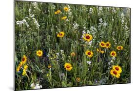 Blanket Flower and Wild Buckwheat in Glacier National Park, Montana-Chuck Haney-Mounted Photographic Print