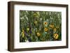 Blanket Flower and Wild Buckwheat in Glacier National Park, Montana-Chuck Haney-Framed Photographic Print