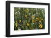 Blanket Flower and Wild Buckwheat in Glacier National Park, Montana-Chuck Haney-Framed Photographic Print