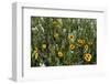 Blanket Flower and Wild Buckwheat in Glacier National Park, Montana-Chuck Haney-Framed Photographic Print