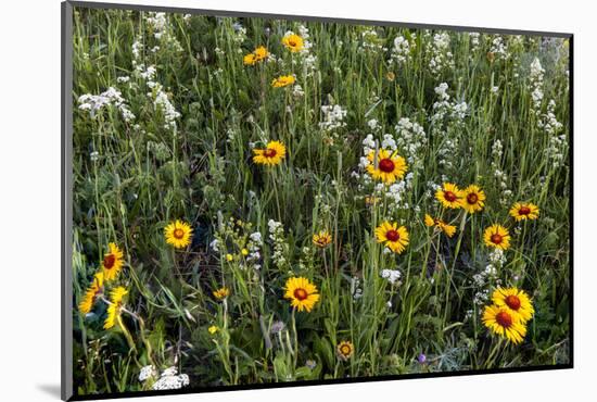 Blanket Flower and Wild Buckwheat in Glacier National Park, Montana-Chuck Haney-Mounted Photographic Print