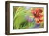 Blanket of Color-Karin Connolly-Framed Art Print