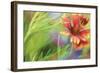 Blanket of Color-Karin Connolly-Framed Art Print