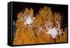 Blanket Stars (Gorgonocephalus Caputmedusae) Climbing Fan Coral (Paramuricea Placomus) Norway-Lundgren-Framed Stretched Canvas