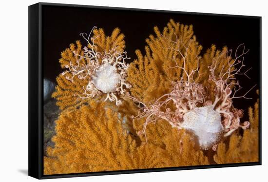 Blanket Stars (Gorgonocephalus Caputmedusae) Climbing Fan Coral (Paramuricea Placomus) Norway-Lundgren-Framed Stretched Canvas