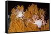 Blanket Stars (Gorgonocephalus Caputmedusae) Climbing Fan Coral (Paramuricea Placomus) Norway-Lundgren-Framed Stretched Canvas