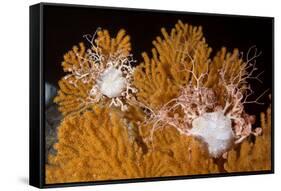 Blanket Stars (Gorgonocephalus Caputmedusae) Climbing Fan Coral (Paramuricea Placomus) Norway-Lundgren-Framed Stretched Canvas