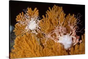 Blanket Stars (Gorgonocephalus Caputmedusae) Climbing Fan Coral (Paramuricea Placomus) Norway-Lundgren-Stretched Canvas