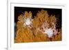 Blanket Stars (Gorgonocephalus Caputmedusae) Climbing Fan Coral (Paramuricea Placomus) Norway-Lundgren-Framed Photographic Print