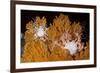 Blanket Stars (Gorgonocephalus Caputmedusae) Climbing Fan Coral (Paramuricea Placomus) Norway-Lundgren-Framed Photographic Print