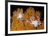 Blanket Stars (Gorgonocephalus Caputmedusae) Climbing Fan Coral (Paramuricea Placomus) Norway-Lundgren-Framed Photographic Print