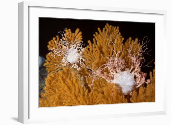 Blanket Stars (Gorgonocephalus Caputmedusae) Climbing Fan Coral (Paramuricea Placomus) Norway-Lundgren-Framed Photographic Print