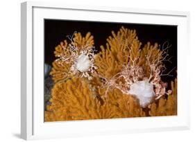 Blanket Stars (Gorgonocephalus Caputmedusae) Climbing Fan Coral (Paramuricea Placomus) Norway-Lundgren-Framed Photographic Print