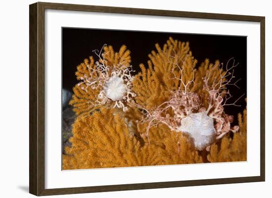 Blanket Stars (Gorgonocephalus Caputmedusae) Climbing Fan Coral (Paramuricea Placomus) Norway-Lundgren-Framed Photographic Print