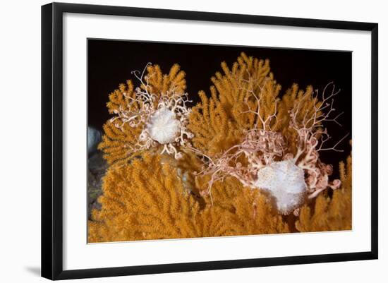 Blanket Stars (Gorgonocephalus Caputmedusae) Climbing Fan Coral (Paramuricea Placomus) Norway-Lundgren-Framed Photographic Print