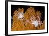 Blanket Stars (Gorgonocephalus Caputmedusae) Climbing Fan Coral (Paramuricea Placomus) Norway-Lundgren-Framed Photographic Print
