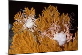 Blanket Stars (Gorgonocephalus Caputmedusae) Climbing Fan Coral (Paramuricea Placomus) Norway-Lundgren-Mounted Photographic Print