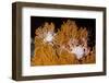 Blanket Stars (Gorgonocephalus Caputmedusae) Climbing Fan Coral (Paramuricea Placomus) Norway-Lundgren-Framed Photographic Print