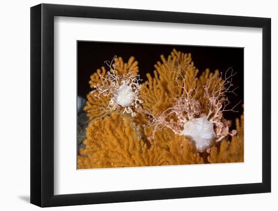 Blanket Stars (Gorgonocephalus Caputmedusae) Climbing Fan Coral (Paramuricea Placomus) Norway-Lundgren-Framed Photographic Print