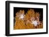 Blanket Stars (Gorgonocephalus Caputmedusae) Climbing Fan Coral (Paramuricea Placomus) Norway-Lundgren-Framed Photographic Print