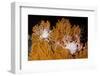 Blanket Stars (Gorgonocephalus Caputmedusae) Climbing Fan Coral (Paramuricea Placomus) Norway-Lundgren-Framed Photographic Print