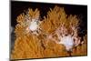 Blanket Stars (Gorgonocephalus Caputmedusae) Climbing Fan Coral (Paramuricea Placomus) Norway-Lundgren-Mounted Photographic Print