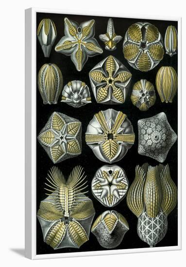 Blastoidea Nature Art Print Poster by Ernst Haeckel-null-Framed Poster