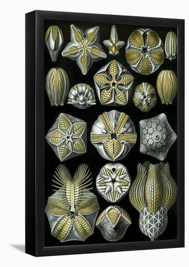 Blastoidea Nature Art Print Poster by Ernst Haeckel-null-Framed Poster