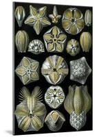 Blastoidea Nature Art Print Poster by Ernst Haeckel-null-Mounted Poster