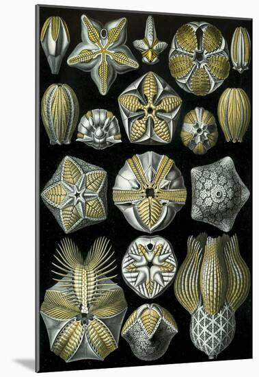 Blastoidea Nature Art Print Poster by Ernst Haeckel-null-Mounted Poster