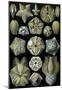 Blastoidea Nature Art Print Poster by Ernst Haeckel-null-Mounted Poster