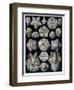 Blastoidea, Plate from Artforms of Nature, C.1899-1904-Ernst Haeckel-Framed Giclee Print